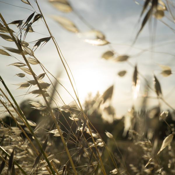 Backlit long yellow grass in a field, Provence