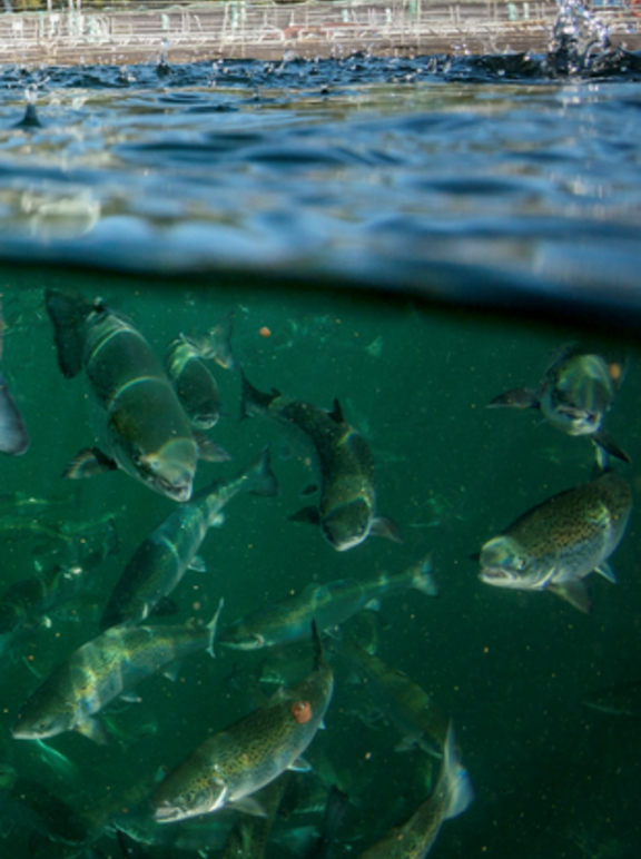 Canadian-fish-farm cropped