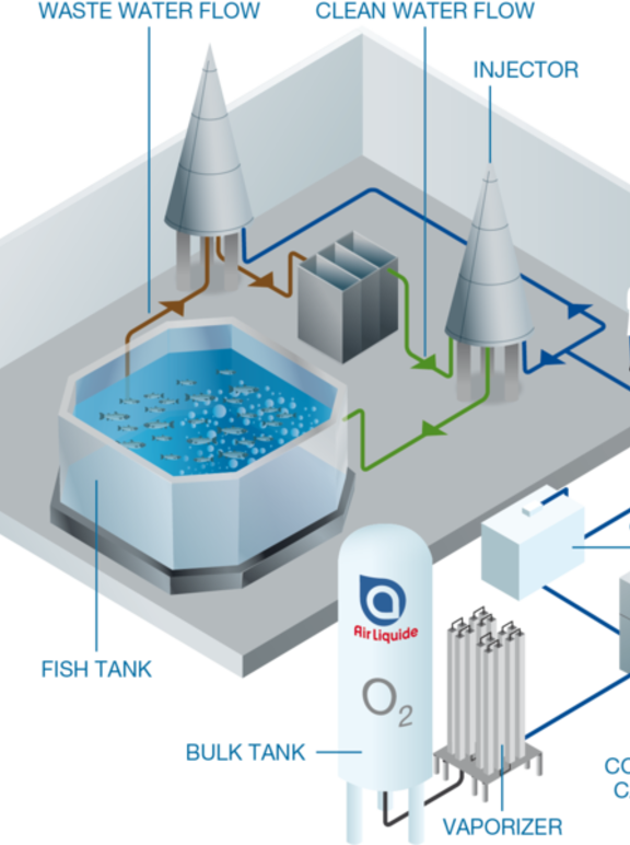 Infographie Aquaculture Ozone for water treatment v3c